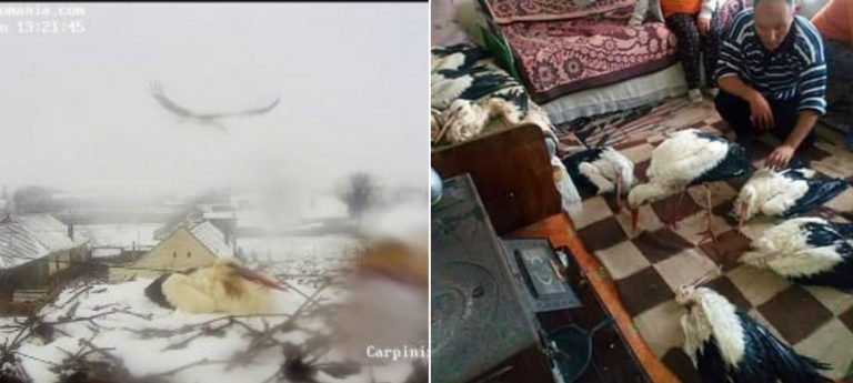 Salvați berzele României care fac față cu greu frigului și ninsorii! Cum vă dați seama că o pasăre are nevoie de ajutor