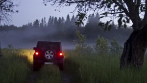 braconieri animale noapte (2)