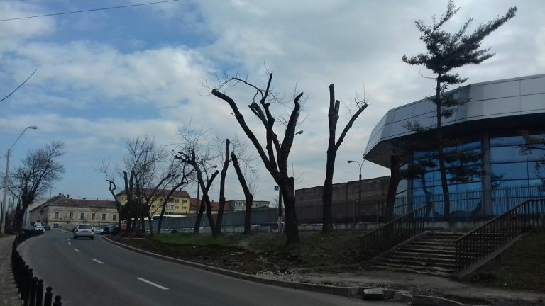 Timişorenii sesizează: tăieri abuzive de arbori pe malul Begăi. Foto