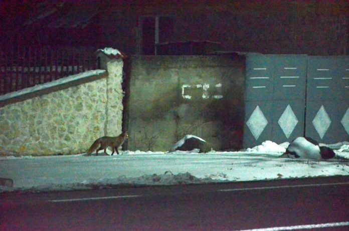 vulpecosteiumart2018001