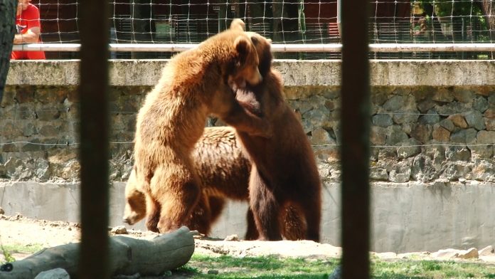 GRADINA ZOOLOGICA APRILIE 2018.Still022