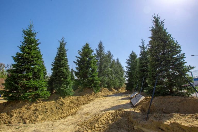 FOTO Au ajuns toți copacii din cel mai mare parc suspendat din țară. Timișorenii admira copaci de peste 10 metri