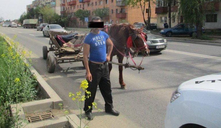 Cu căruța prin viitoarea Capitală Culturală Europeană!