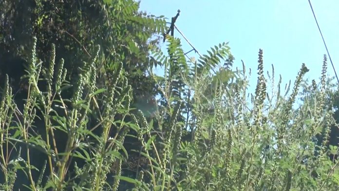 Ambrozie Dumbravita.Still002