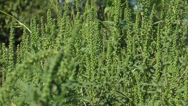 Prefectul de Timiș cere Direcţiei Agricole să ia măsuri concrete pentru înlăturarea ambroziei