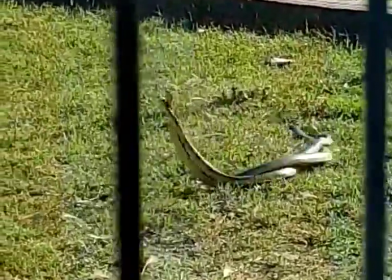 Un șarpe de un metru lungime, filmat lângă un bloc dintr-un oraș din vestul țării VIDEO