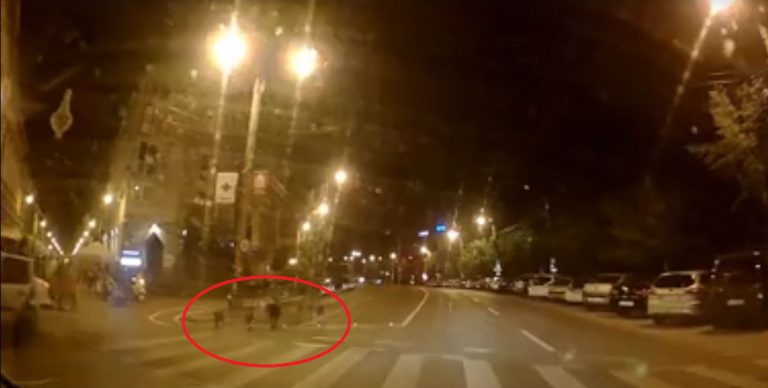 Timişoara se (re)umple de câini maidanezi? VIDEO