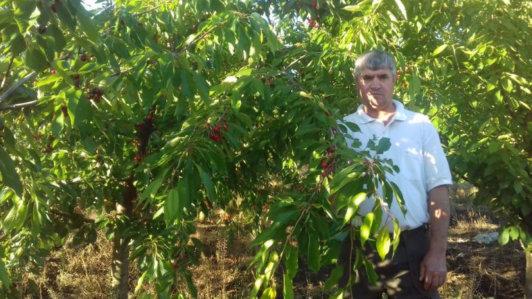 Agricultorul bănățean care a dat lovitura cu cireșe ,,calitatea întâi!” Ce rețetă câștigătoare a ales