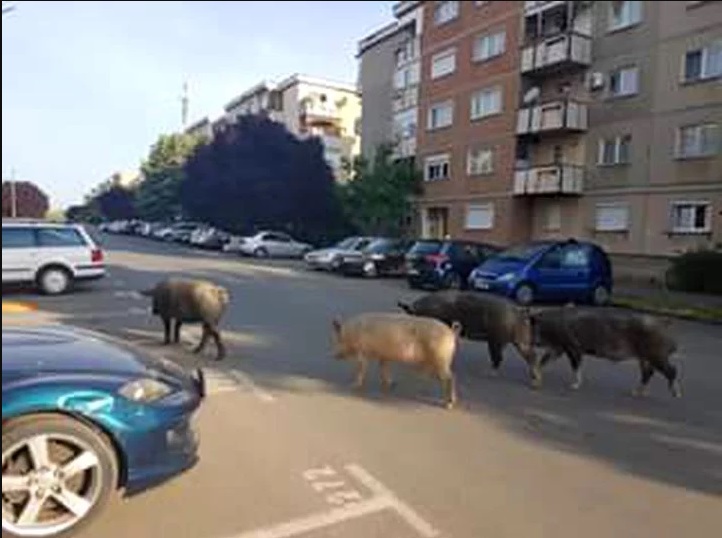 VIDEO. Oraș din vestul țării, invadat de porci