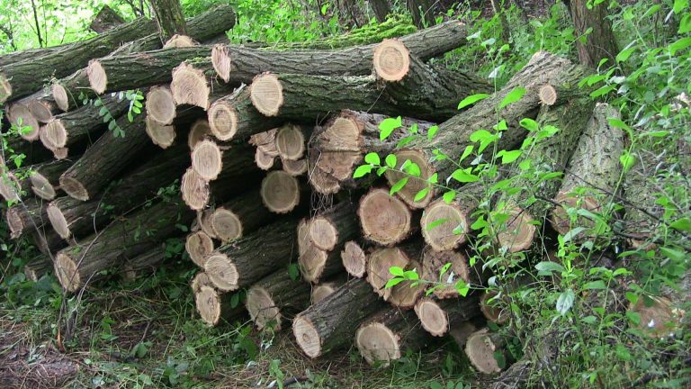 Hoți de lemne prinși în timp ce defrișau pădurea!