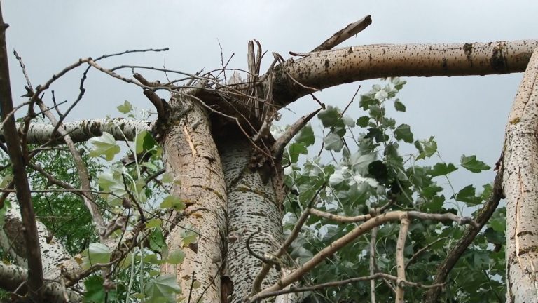 Primele probleme făcute de vreme: copaci căzuți în Arad