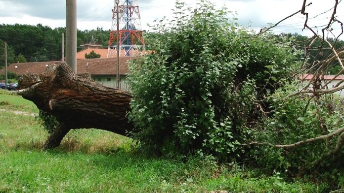 BOSCHETI--UMT.Still030