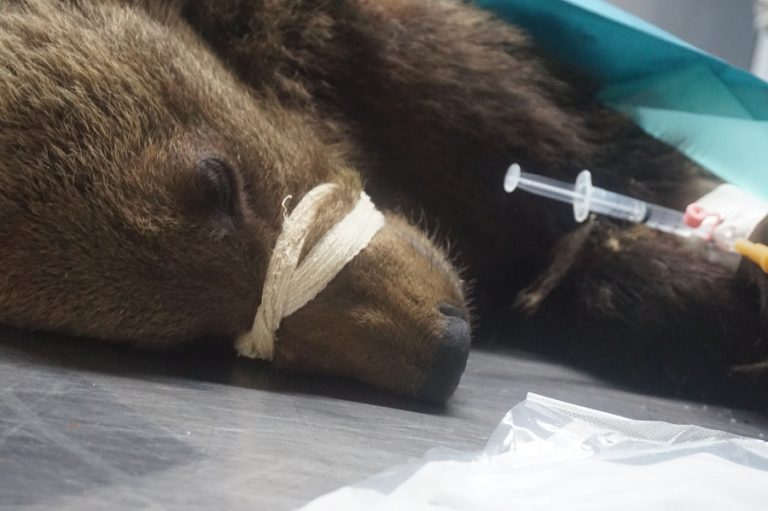 Pui de urs salvat dintr-un tunel, în vestul țării