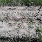 bomba-veche-razboi (5)