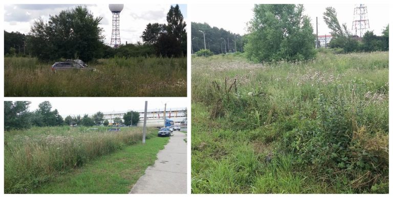 Vederi buruienoase din Orașul Florilor. Foto-Video