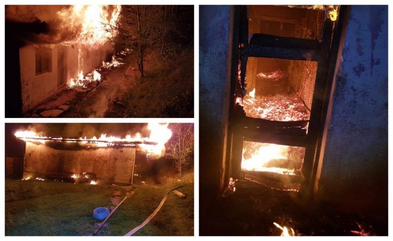 Suflețelele salvate dintr-un incendiu devastator care a făcut scrum un grup de locuințe din Banat. Foto