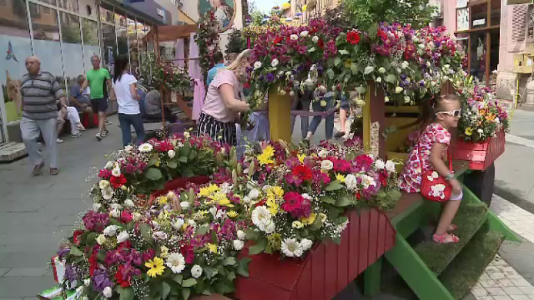 Trandafirul unic în lume care înfloreşte în vestul țării. Îşi schimbă culoarea de trei ori