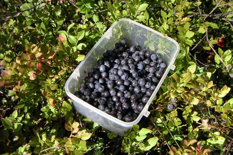 Afinele din Munţii Banatului iau calea exportului