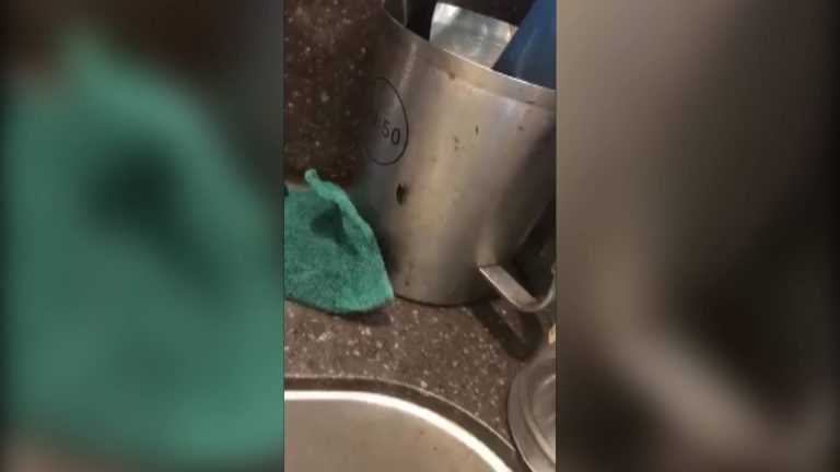 VIDEO. Gândaci, mizerie și aparate stricate la o celebră cafenea din Timișoara. Inspectorii au închis-o