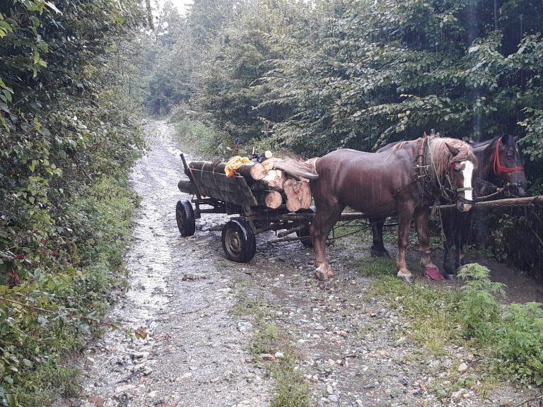 Hoți de pădure prinși în flagrant de jandarmi