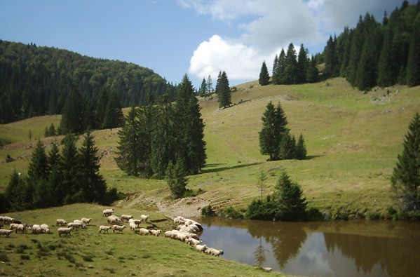 Platoul-Padis-20101130162118