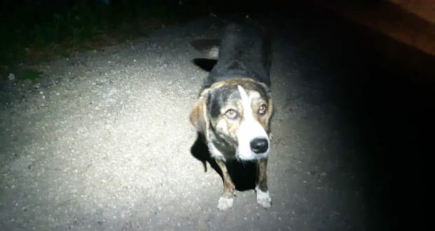 Câinele maidanez care a salvat turistul din Semenic, are stăpân