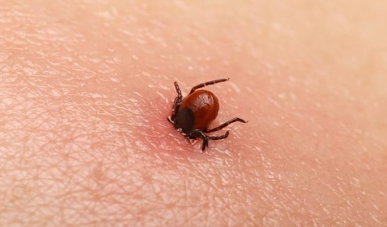 Invazie de căpușe în vestul țării! Peste 500 de cazuri de mușcături pe lună