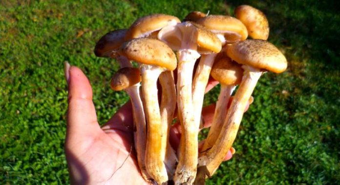 Pericolul ascuns de ploi: ciupercile se strică în Banat