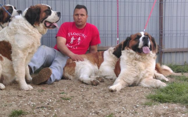 Peripeţiile unui român crescător de câini gigantici, rasa Saint Bernard: „Un mascul ajunge chiar şi la 80 kg. Îmi plac foarte mult, de aia îi ţin“