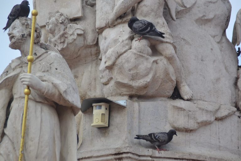 Obraznicii golumbi din centrul Timișoarei necinstesc aparatele cu ultrasunete. Foto