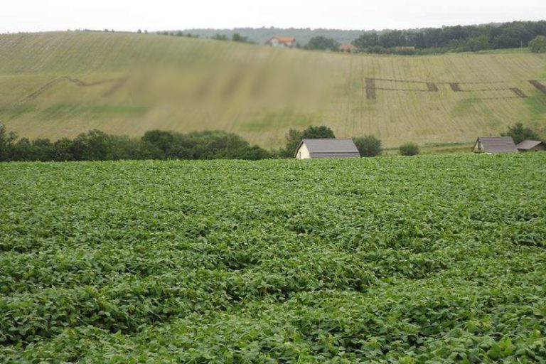 Mesaj obscen ANTI-PSD pe un deal din Cluj. Fermierii s-au asigurat că poate fi văzut din avion: Am fost citaţi la Poliţie