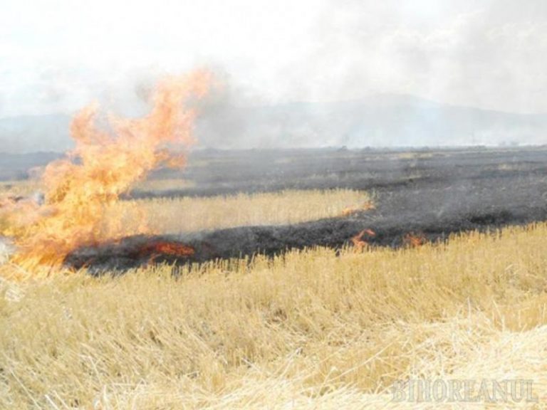 Proprietarii şi utilizatorii terenurilor din zonele afectate de pesta porcină, obligaţi să-şi ardă recoltele cu risc de contaminare