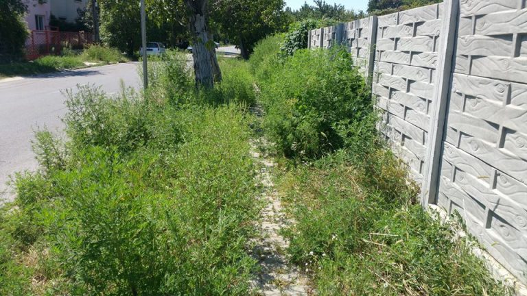 Nepăsare pe străzile unei capitale europene a culturii. Trotuare înghițite de buruieni și gunoaie. Foto