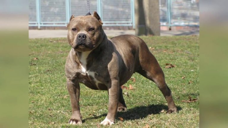 Doi bărbați, tată și fiu, atacaţi de doi câini pitbull în timp ce se plimbau pe malul Timișului