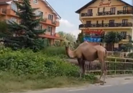 Imagine inedită în vestul țării: O cămilă paște pe marginea drumului … (VIDEO)