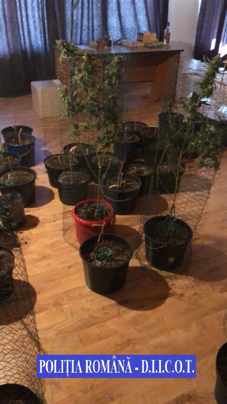 Droguri la ghiveci și la borcan. Traficanți din Timiș, prinși în flagrant de DIICOT! Foto