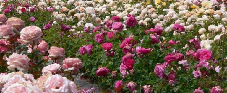 Vechea cetate a Timișoarei, construită din trandafiri, în sensul de la Piața Mărăști. Detalii despre aranjament