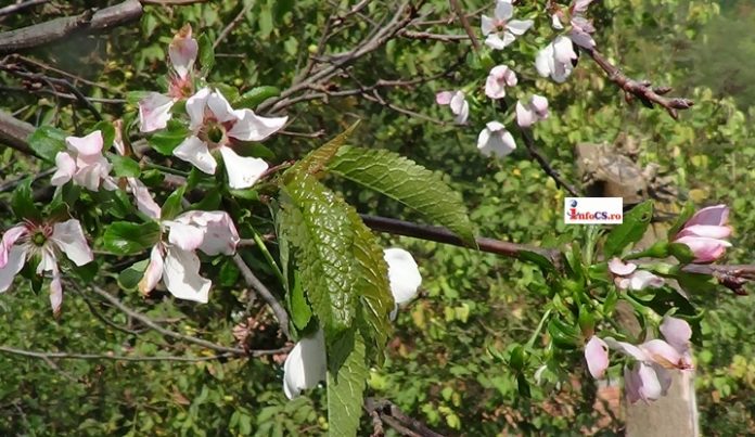 pomi-infloriti-toamna-4