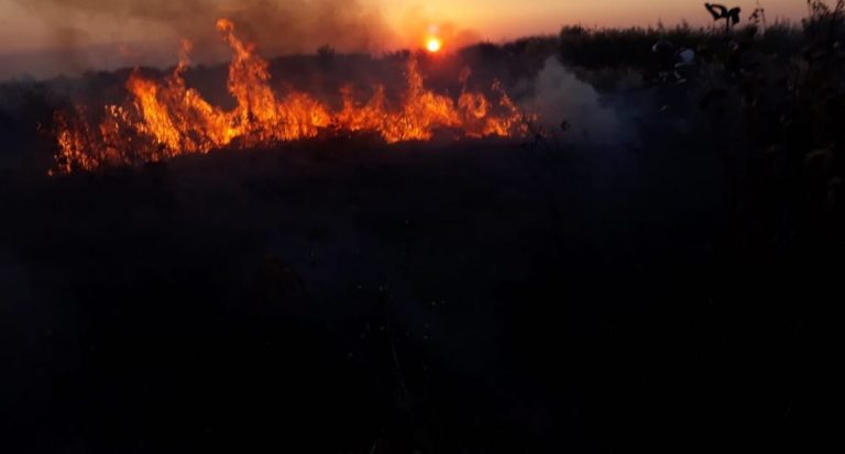 Incendiile de vegetație dau bătăi de cap pompierilor din vestul țării. Foto