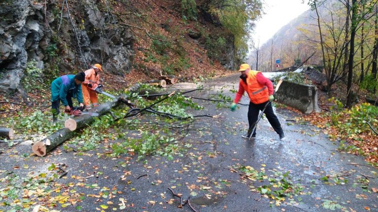 Efectele vremii severe. Mai mulți arbori au ajuns pe șoselele din vest. Video