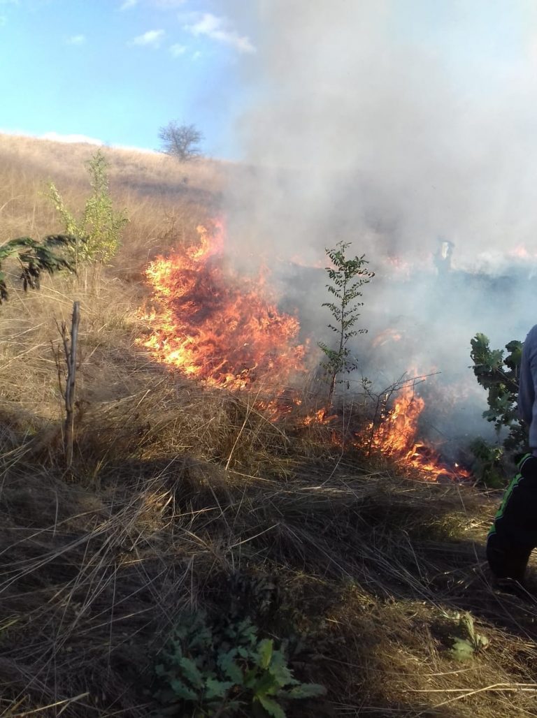 Incendiu puternic lângă o pădure din Caraş-Severin! Foto – Video