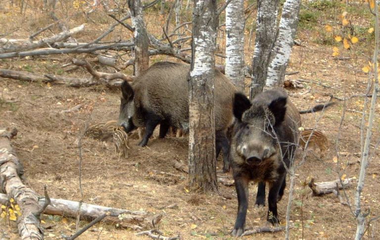 Focar de pestă porcină africană la porci mistreţi, în zona Chevereşu Mare