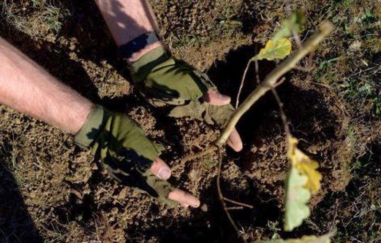 Acțiune de plantare a 25.000 de puieți forestieri, în Timiș!