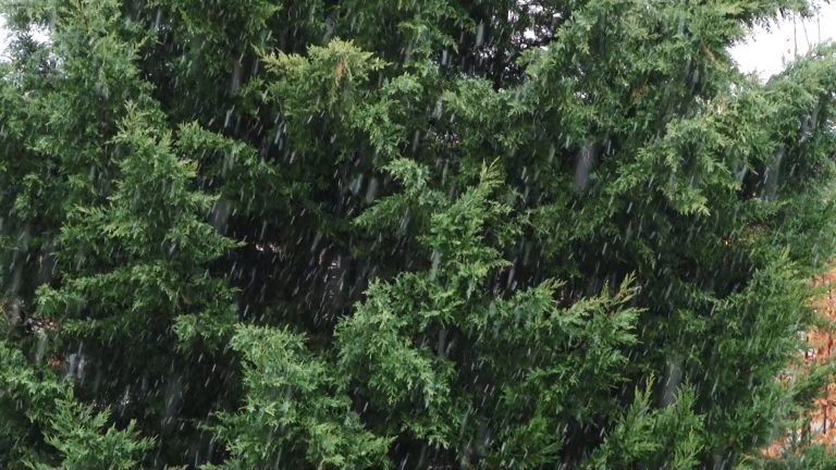 VIDEO. Timizi, primii fulgi de nea au căzut la Timișoara înainte de intrarea în ”luna lui Ningău”