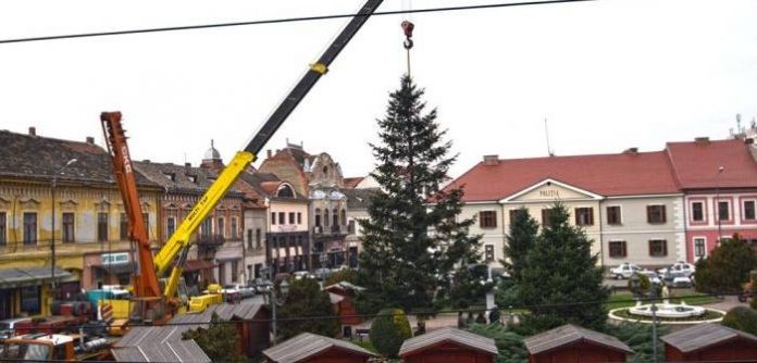 brad-de-craciun-lugoj-700x336