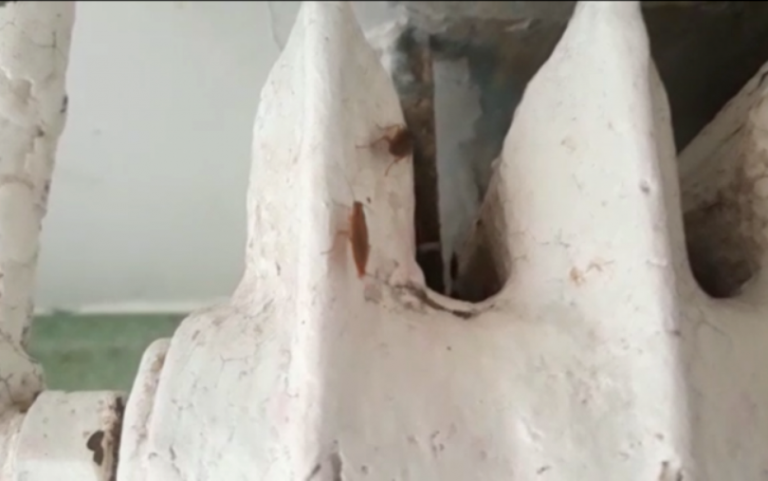 Secția de Pediatrie a unui spital din România unde mamele își păzesc bebelușii de gândaci uriași. VIDEO