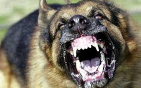 Un arădean a murit după ce a fost sfâşiat de câinii unui vecin