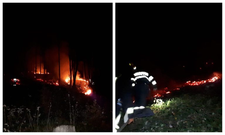 Incendiu de pădure tânără în Timiș. Video