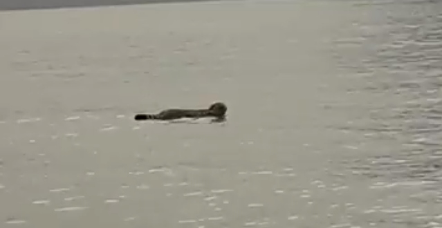 Imagini inedite surprinse la Cazanele Dunării. Ce animal a fost filmat înotând. VIDEO