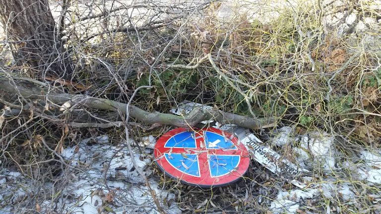 Autorități amorțite de indiferență. Copaci rupți și crengi atârnate la tot pasul, în Timișoara. Foto-Video